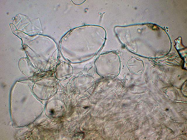 Amanita spec. Cod.: 8509-08